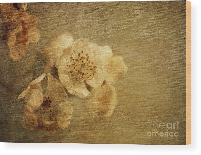 Rose Wood Print featuring the photograph Remembrance by Lois Bryan