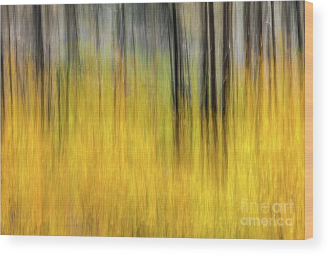 Kaylyn Franks Wood Print featuring the photograph Renewal Abstract Art by Kaylyn Franks by Kaylyn Franks