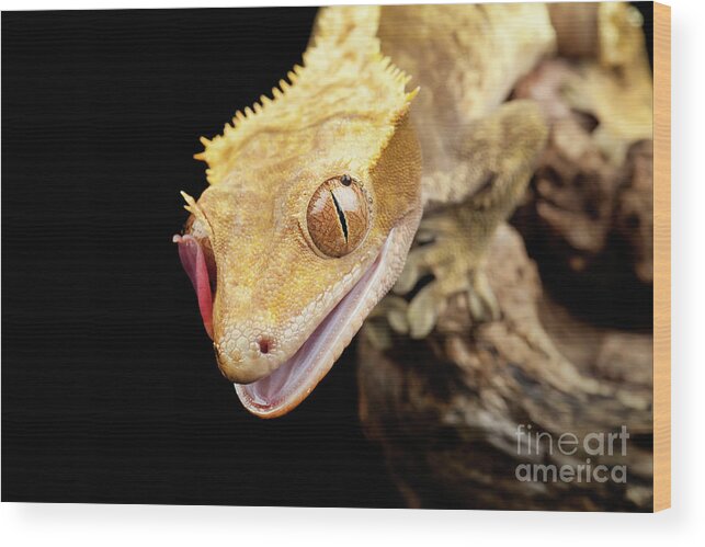 Abstract Wood Print featuring the photograph Reptile close up with tongue by Simon Bratt