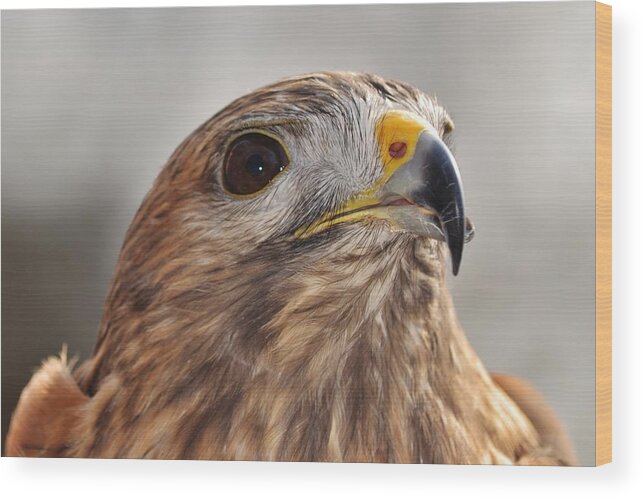 Bird Wood Print featuring the photograph Rescued Hawk by Eileen Brymer