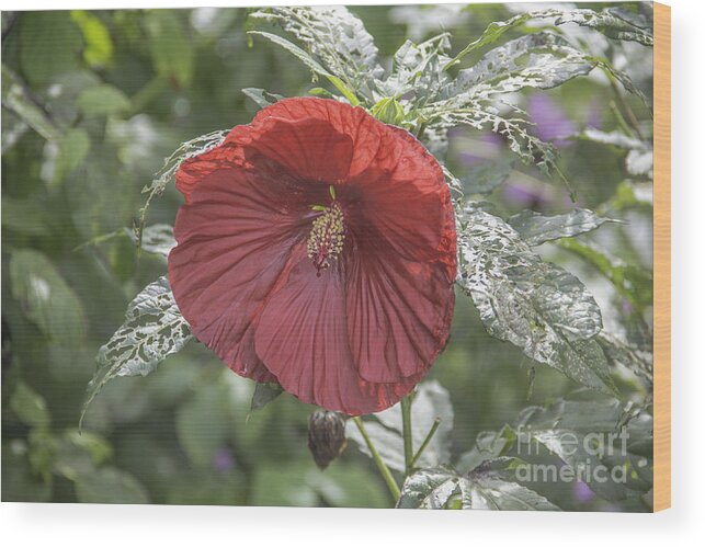 Hibiscus Wood Print featuring the photograph Resilient Hibiscus by Allen Nice-Webb