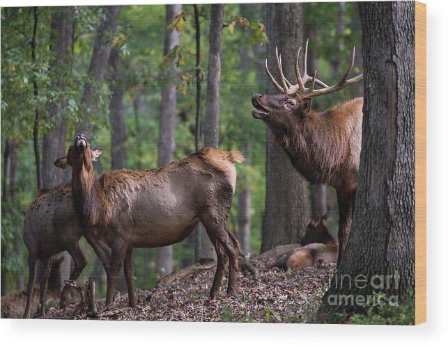 Elk Wood Print featuring the photograph Responding to the call by Andrea Silies