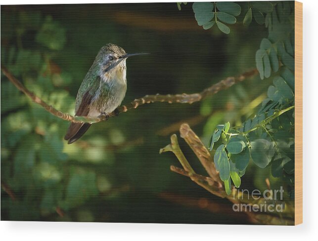 Birds Wood Print featuring the photograph Resting Anna by Robert Bales