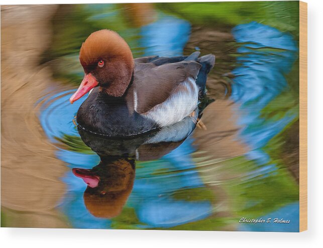 Bird Wood Print featuring the photograph Resting In Pool Of Colors by Christopher Holmes