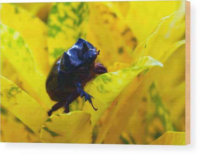 Rhino Beetle Wood Print featuring the photograph Rhino Beetle by Evelyn Patrick