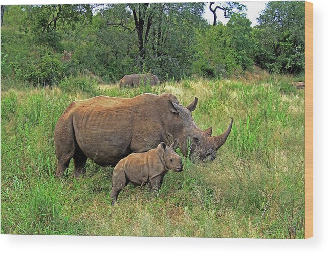 Rhinoceros Wood Print featuring the photograph Rhinoceros by Richard Krebs