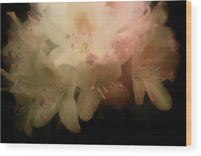 Fresh Rhododendron Wood Print featuring the photograph Rhododendron 3 by Mike Eingle