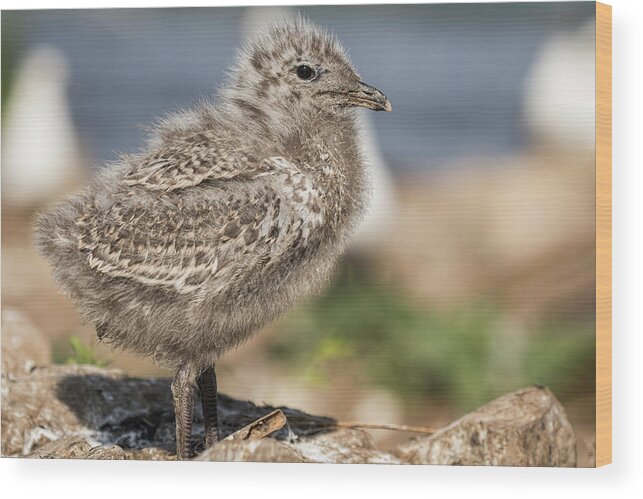 Ring Billed Gull Wood Print featuring the photograph Ring-billed Gull Chick 2016-1 by Thomas Young