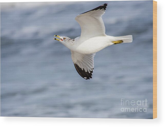 Ring-billed Seagull Wood Print featuring the photograph Ring-billed Seagull Looking for Attention by Debra Martz