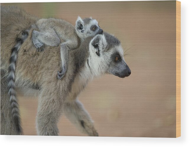 00462554 Wood Print featuring the photograph Ring-tailed Lemur Mom And Baby by Cyril Ruoso