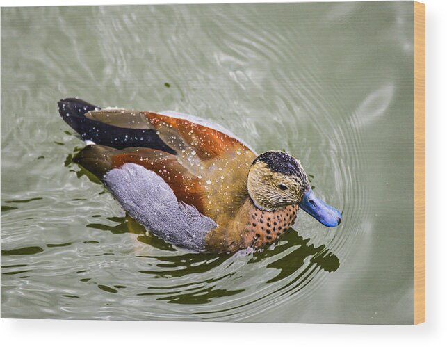 Water Fowl Ducks Wood Print featuring the photograph Ring teal Duck by Bill Hosford