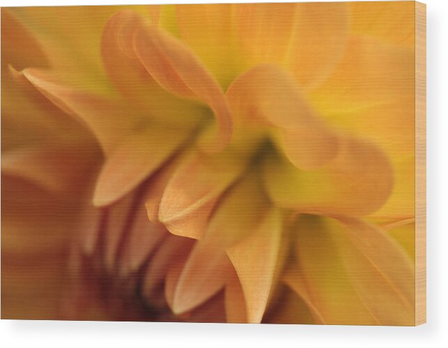 Dahlia Wood Print featuring the photograph Ripples Of Gold by Connie Handscomb