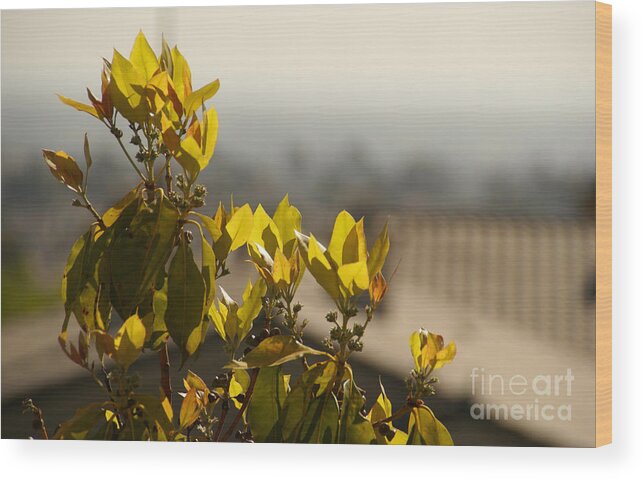 Tree Wood Print featuring the photograph Rise Above The Spanish Tile by Linda Shafer