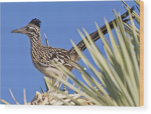 Road Runner Wood Print featuring the photograph Road Runner 3 by Harold Hofelich