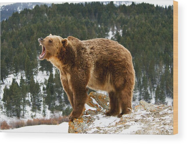 Bear Wood Print featuring the photograph Roaring Grizzly on Rock by Scott Read