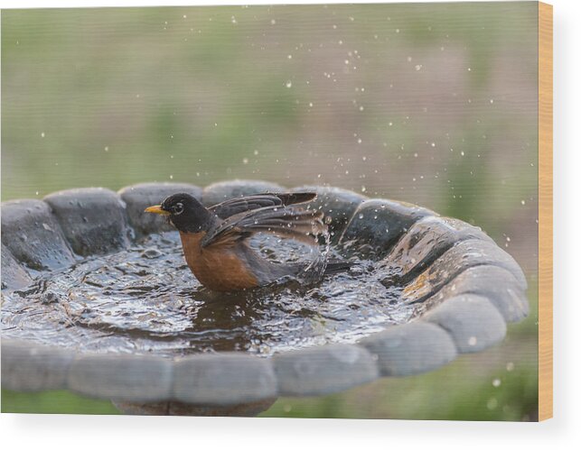 Terry Deluco Wood Print featuring the photograph Robin In Bird Bath New Jersey by Terry DeLuco