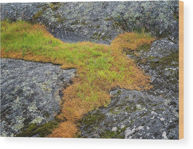 Oregon Coast Wood Print featuring the photograph Rock And Grass by Tom Singleton