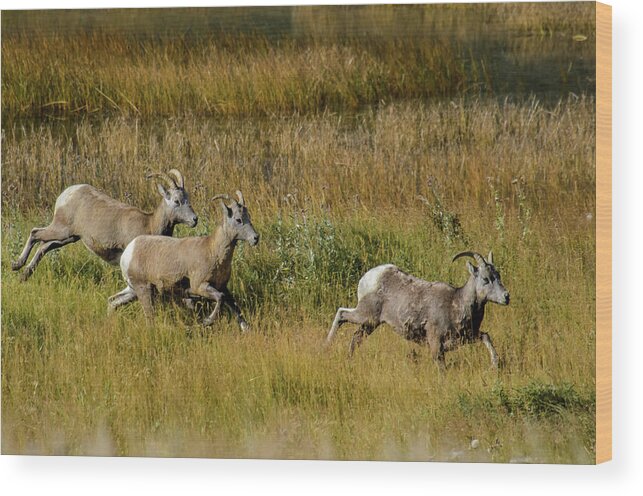 Big Horn Sheep Wood Print featuring the photograph Rocky Mountain Goats 7410 by Donald Brown