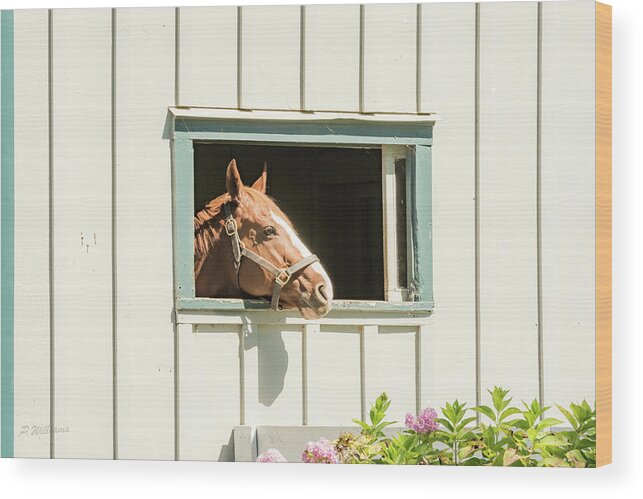 Horse Wood Print featuring the photograph Rogers World by Pamela Williams