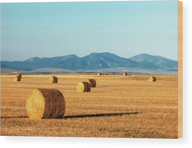 Round Bales Wood Print featuring the photograph Rolled Gold by Todd Klassy