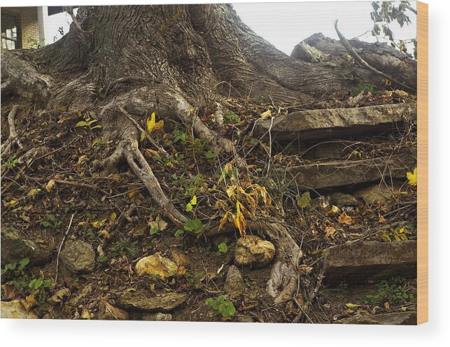 Tree Wood Print featuring the photograph Rooted in Time by Susan Maxwell Schmidt