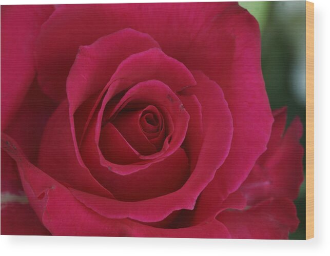 Rose Wood Print featuring the photograph Rose 3 by Dimitry Papkov