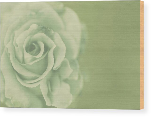 Rose Pastel Wood Print featuring the photograph Rose Antique by The Art Of Marilyn Ridoutt-Greene