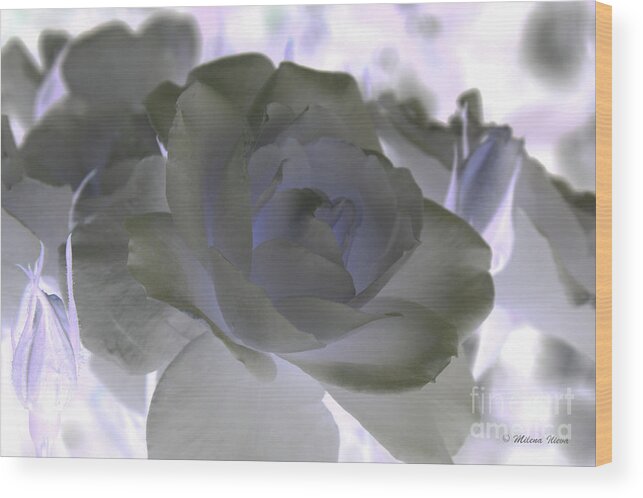 White Wood Print featuring the photograph Rose Art by Milena Ilieva