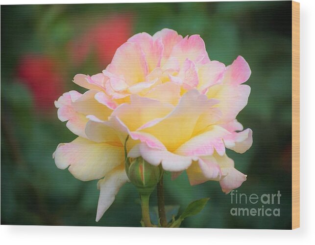 Rose Wood Print featuring the photograph Rose Beauty by Merle Grenz