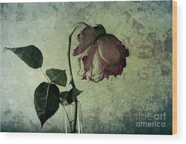 Rose Wood Print featuring the photograph Rose Flower In A Vase 4 by Heiko Koehrer-Wagner