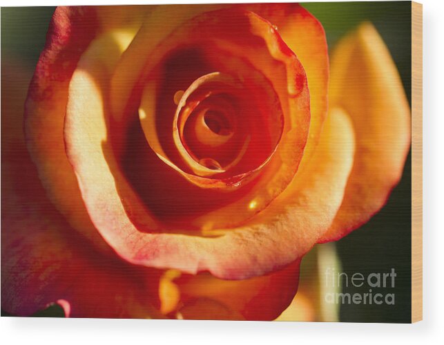 Flower Wood Print featuring the photograph Rose Glow by Jeanette French