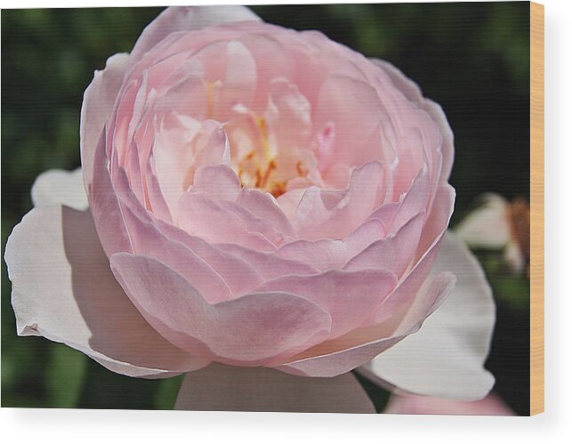 Rose Wood Print featuring the photograph Rose K by Joe Faherty