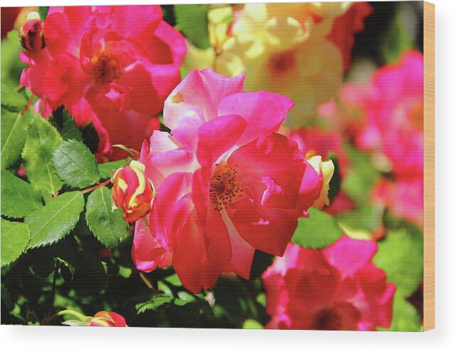 Roses Wood Print featuring the photograph Rose Medley by Allen Nice-Webb