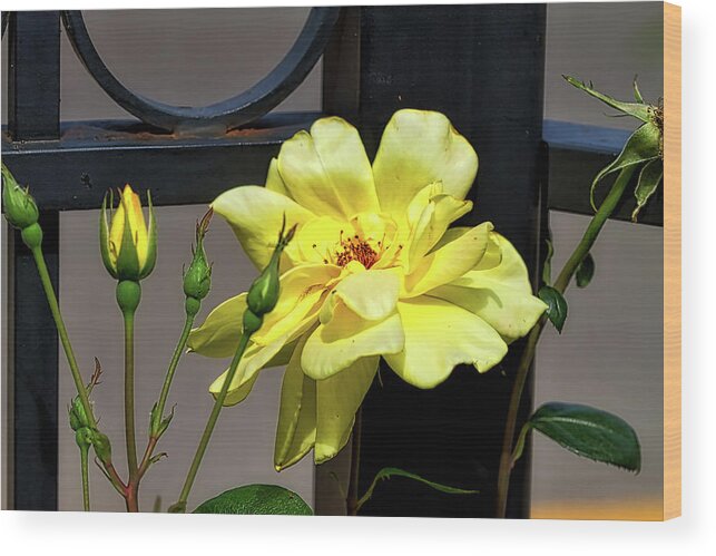 Yellow Wood Print featuring the photograph Rose on Wrought Iron by Richard Gregurich