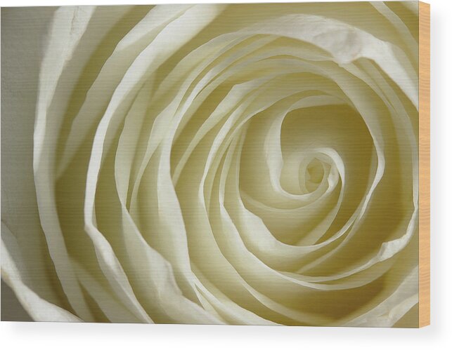 Rose Wood Print featuring the photograph Rose Series 4 White by Mike Eingle