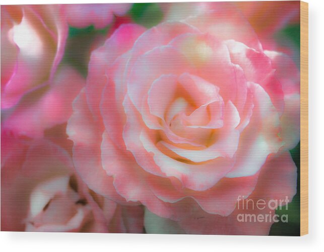 Roses Wood Print featuring the photograph Rose by Toni Somes