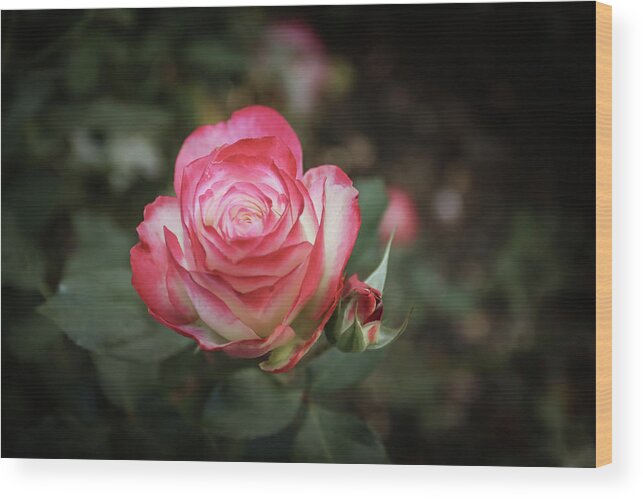  Wood Print featuring the photograph Rose by Tony HUTSON