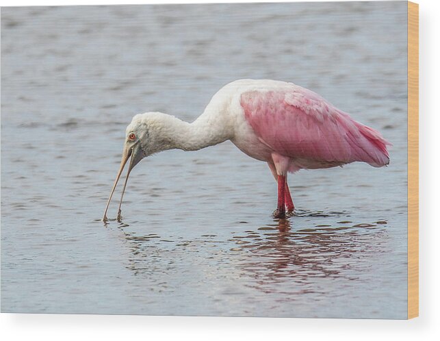 Roseate Spoonbill Wood Print featuring the photograph Roseate Spoonbill by Paul Freidlund