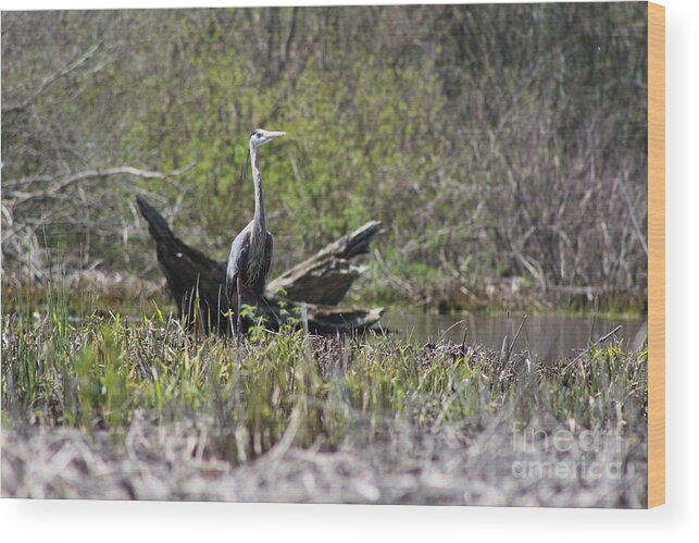 Heron Wood Print featuring the photograph Roseland Lake Great Blue Heron by Neal Eslinger