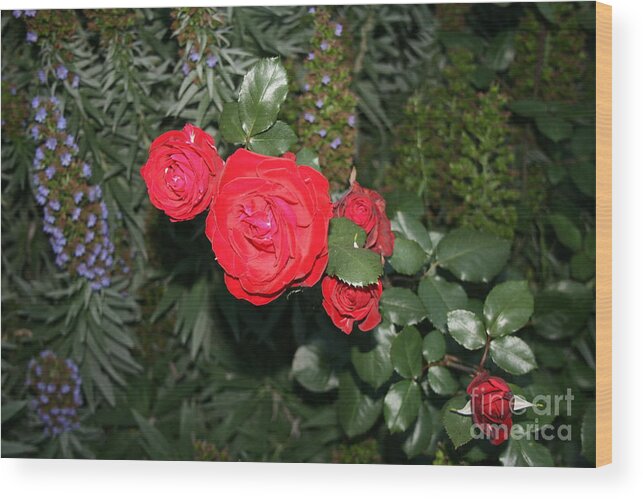 Rose Wood Print featuring the photograph Roses Among by Cynthia Marcopulos
