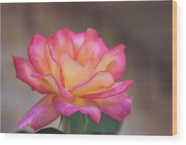 Rose Wood Print featuring the photograph Rosie by Joan Bertucci