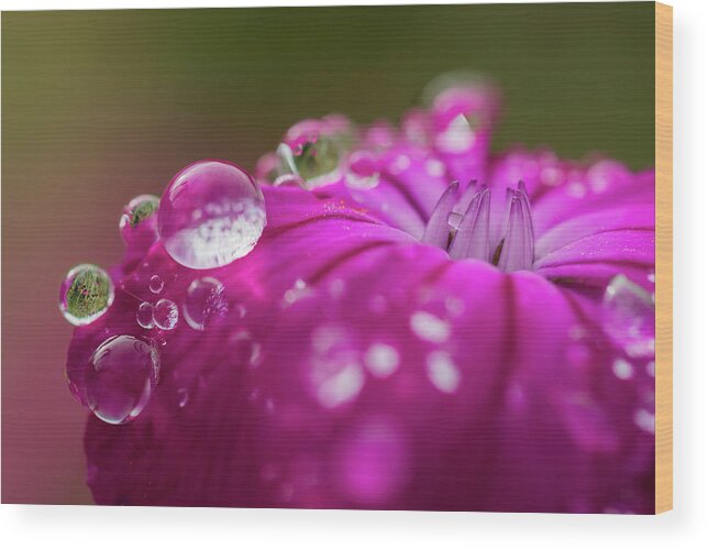Astoria Wood Print featuring the photograph Rosy Campion by Robert Potts
