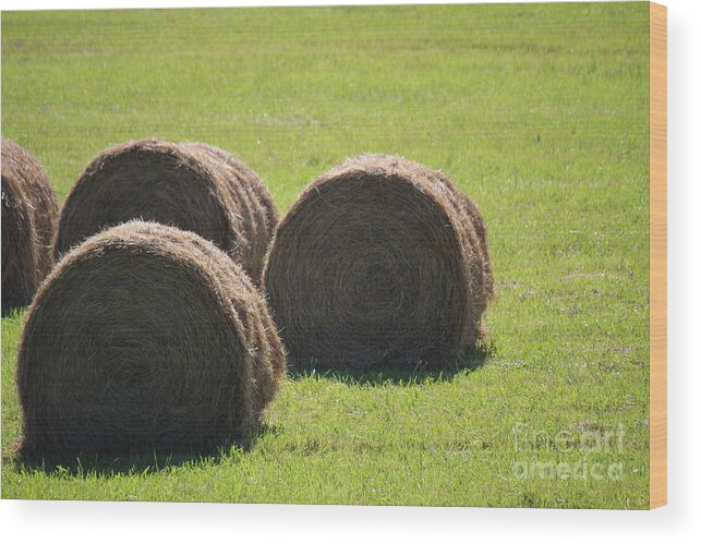 Round Bales Wood Print featuring the photograph Round Bales in Summer by Colleen Snow