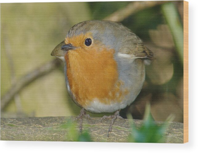 Robin Wood Print featuring the photograph Round Robin by Adrian Wale
