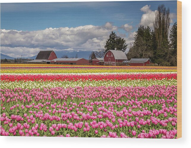 Red Wood Print featuring the photograph Rows of colorful tulips at the farm by Pierre Leclerc Photography