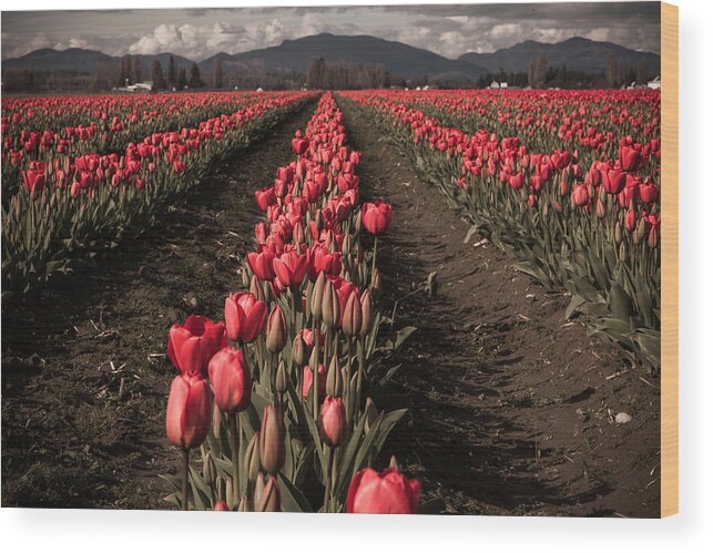 Nature Wood Print featuring the photograph Rows of Red by Judy Wright Lott