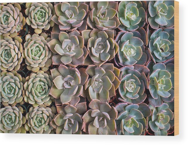 Succulents Wood Print featuring the photograph Rows Of Succulents by Catherine Lau