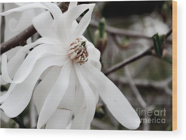 Daffodil Wood Print featuring the photograph Royal Star Magnolia by Alissa Beth Photography