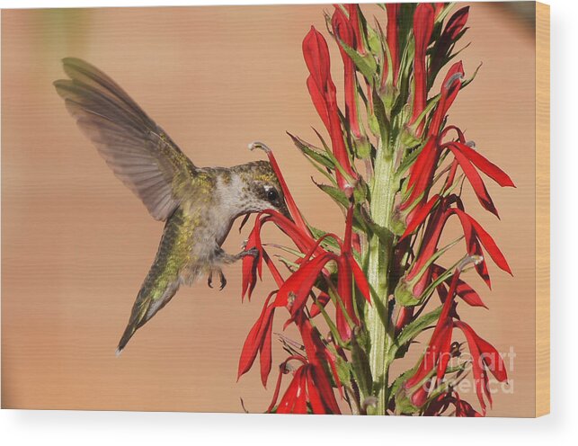 20150720-15568_v1-hbird Wood Print featuring the photograph Ruby-Throated Hummingbird Dining on Cardinal Flower by Robert E Alter Reflections of Infinity