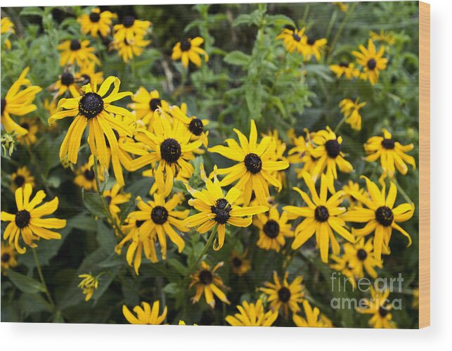 Flowers Wood Print featuring the photograph Rudbeckia aka Black-eyed Susan by Cindy Garber Iverson